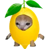 KittenFruitsVegetables 10