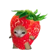KittenFruitsVegetables 12