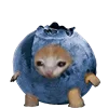 KittenFruitsVegetables 13