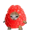 KittenFruitsVegetables 14