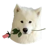 WhiteDogEmoji 2