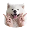 WhiteDogEmoji 3