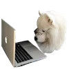 WhiteDogEmoji 4