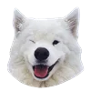 WhiteDogEmoji 5