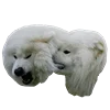 WhiteDogEmoji 9
