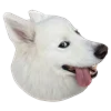 WhiteDogEmoji 11