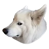 WhiteDogEmoji 12