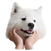 WhiteDogEmoji 13