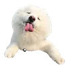 WhiteDogEmoji 14