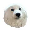 WhiteDogEmoji 15