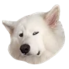 WhiteDogEmoji 16