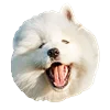 WhiteDogEmoji 17