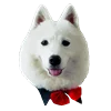 WhiteDogEmoji 21