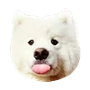 WhiteDogEmoji 22