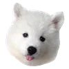 WhiteDogEmoji 24