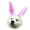 WhiteDogEmoji 28