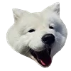 WhiteDogEmoji 32