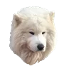 WhiteDogEmoji 33