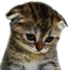 emojipremiumpngg 8