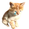 emojipremiumpngg 27