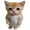 kotenochekmeow 1