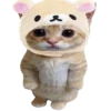 kotenochekmeow 10
