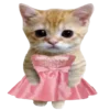 kotenochekmeow 23