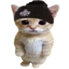 kotenochekmeow 34