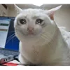 sadcatemoji 7