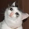 sadcatemoji 9