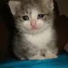 sadcatemoji 10