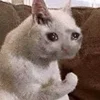 sadcatemoji 12