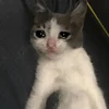sadcatemoji 13