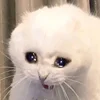 sadcatemoji 20