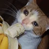 sadcatemoji 23