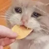 sadcatemoji 28