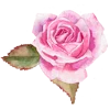 Flowersmoji 8