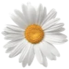 Flowersmoji 22