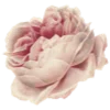 Flowersmoji 32
