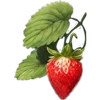 Strawberry_time 4