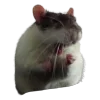 littleratsEmoji 21