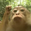 monkeys_kuqfyix 1