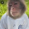 monkeys_kuqfyix 4