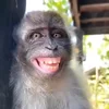 monkeys_kuqfyix 5