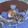 monkeys_kuqfyix 6