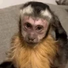 monkeys_kuqfyix 7