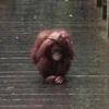 monkeys_kuqfyix 16