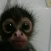 monkeys_kuqfyix 21