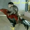 monkeys_kuqfyix 23