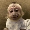 monkeys_kuqfyix 24